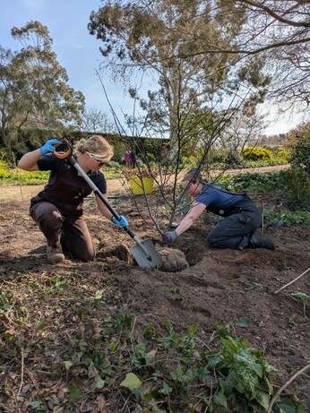 Weekly catch up with gardens & propagation