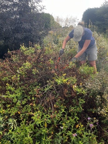 Weekly catch up with garden & propagation