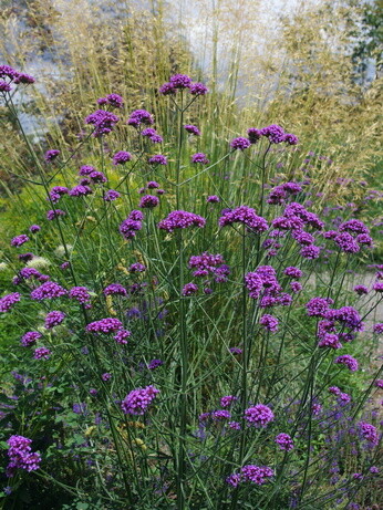 Gardening Dilemmas - Part 3 Gardening Dilemmas - Part 3