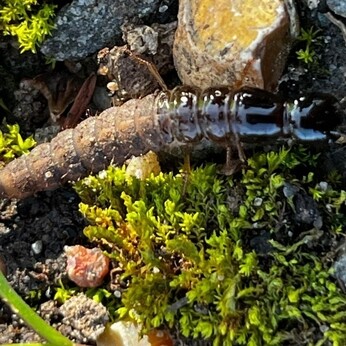 Wild Words from the Ground - March