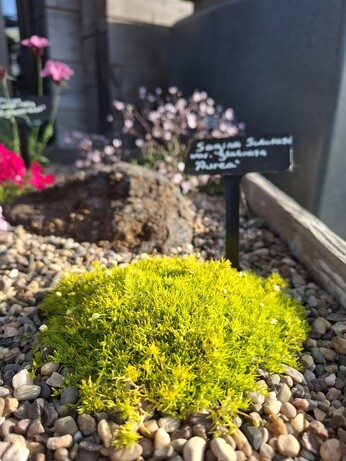 Weekly catch up with gardens & propagation Weekly catch up with gardens & propagation