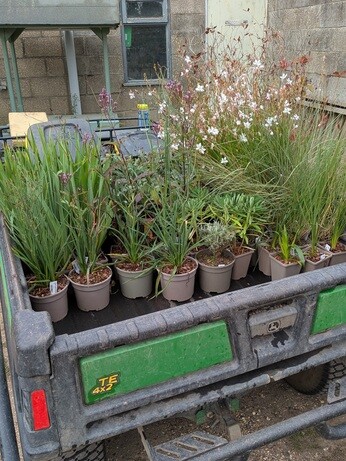 Weekly catch up with garden & propagation