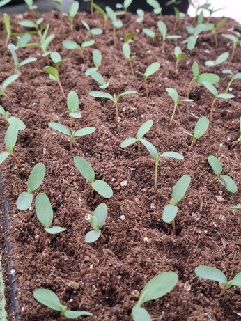 Weekly catch up with garden and propagation Weekly catch up with garden and propagation