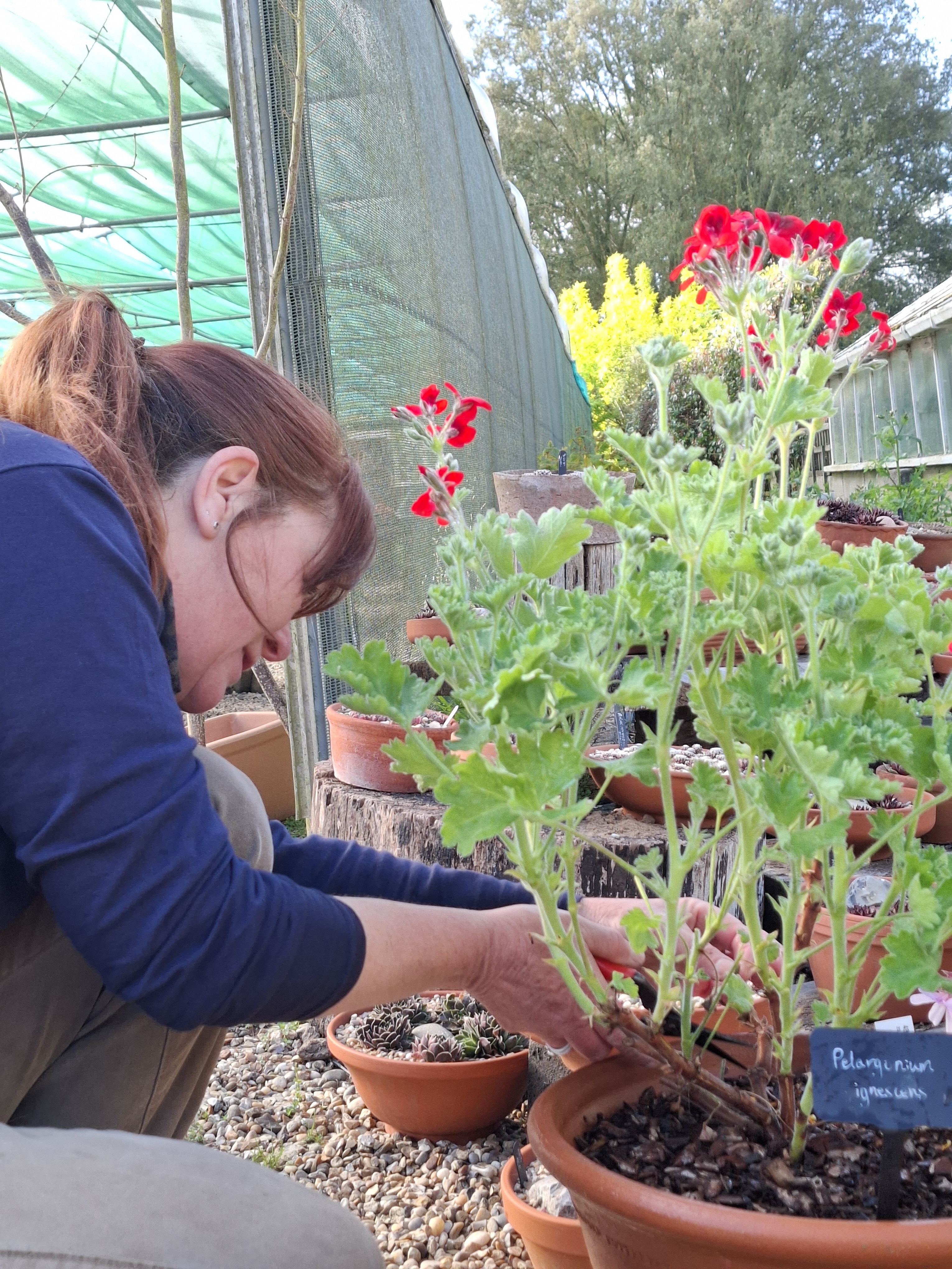 Weekly catch up with garden & propagation