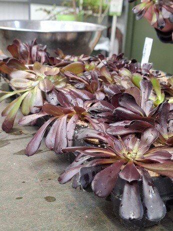 Weekly catch up with garden & propagation