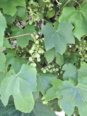 Weekly catch up with garden and propagation Weekly catch up with garden and propagation