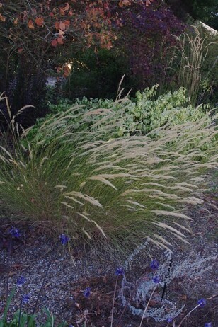 How summer heat has affected the plants How summer heat has affected the plants