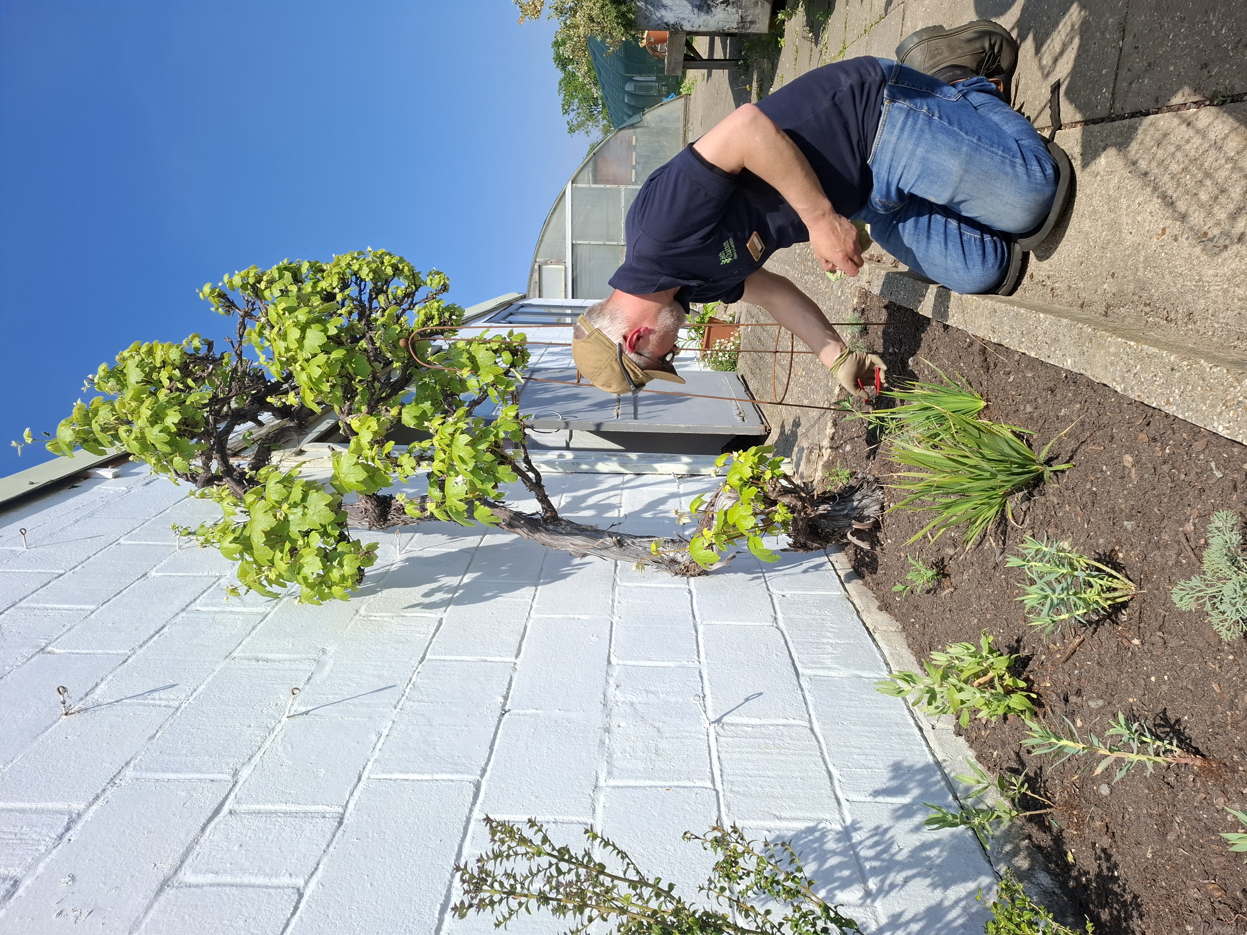 Weekly catch up with garden and propagation