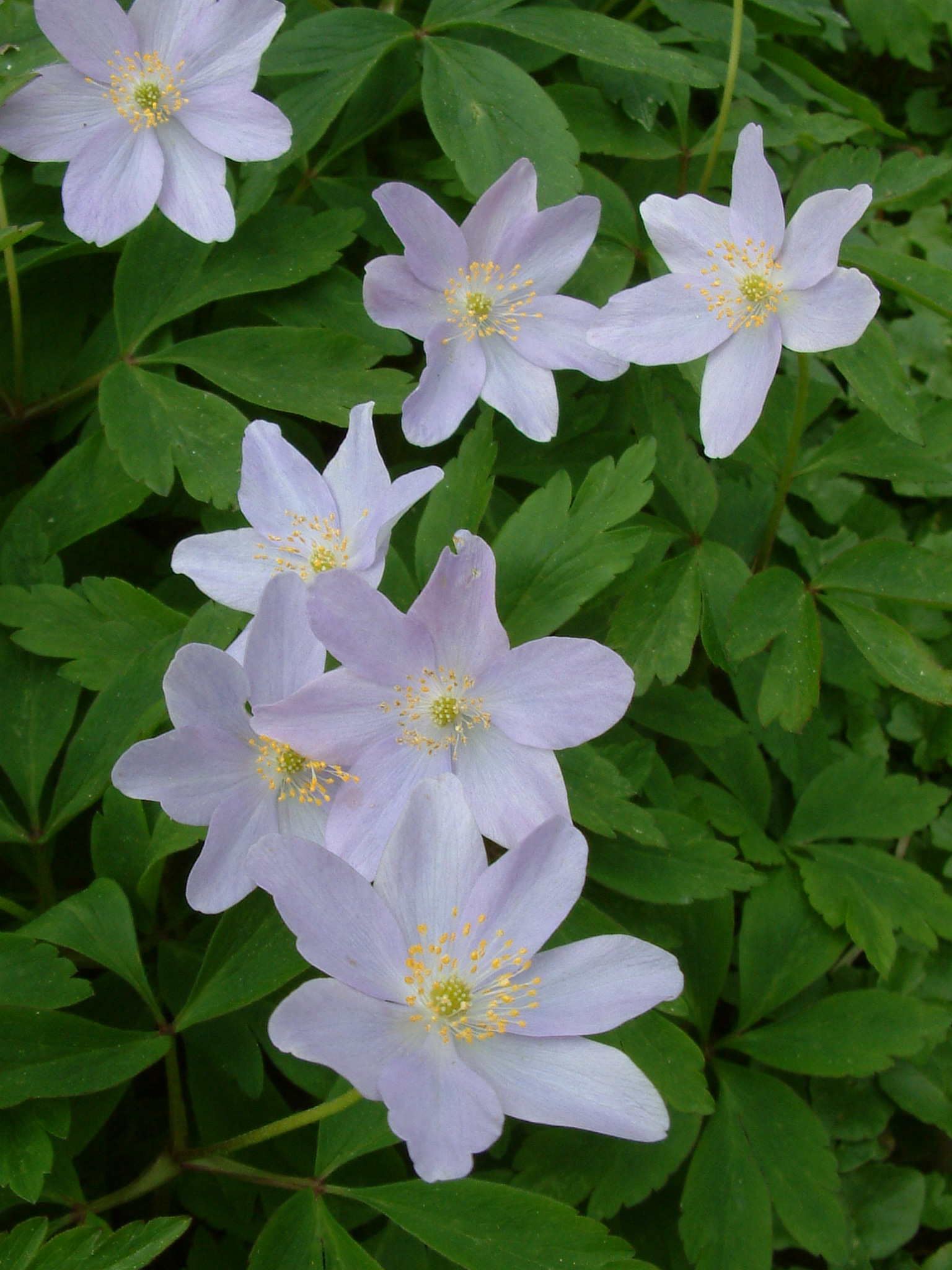 Favourite plants