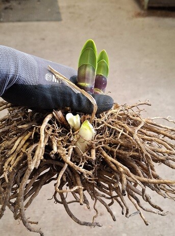Weekly catch up with gardens & propagation