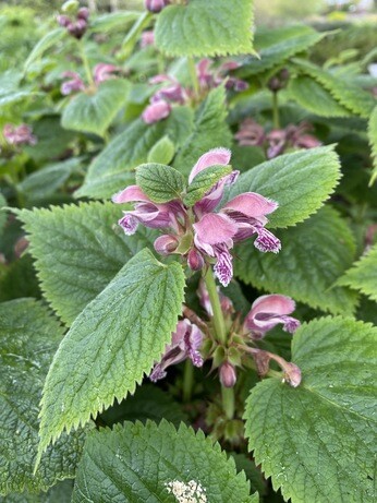 Perennials for Great Autumn Colour 