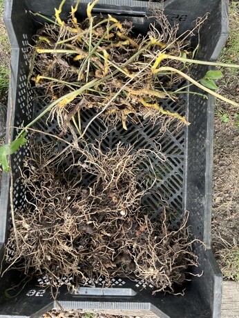 Weekly catch up with garden and propagation