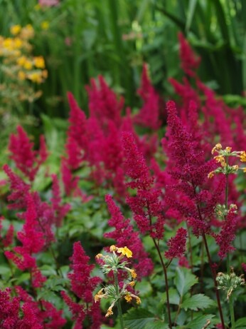 Plant combination ideas in June