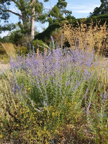 Plants that have stood up to the summer - Gravel Garden