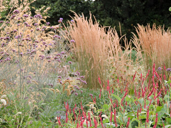 Ornamental Grasses for Autumnal Interest