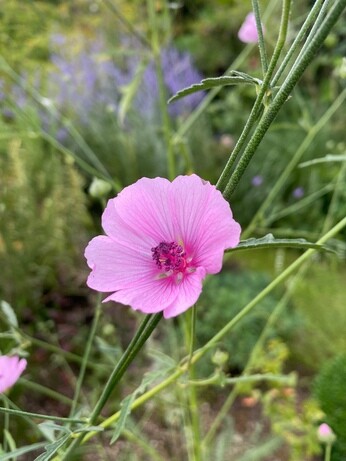 Plants that have stood up to the summer - Gravel Garden