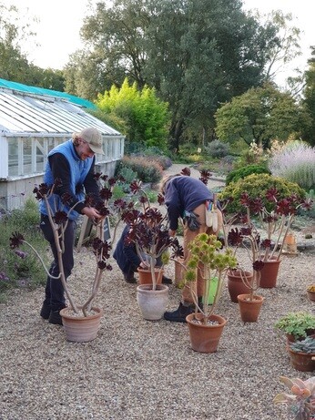 Weekly catch up with garden & propagation