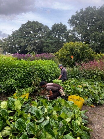Weekly catch up with garden & propagation