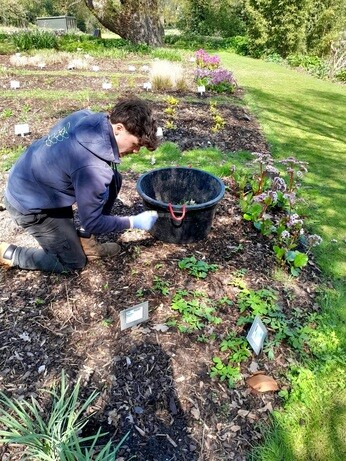 Weekly catch up with gardens & propagation