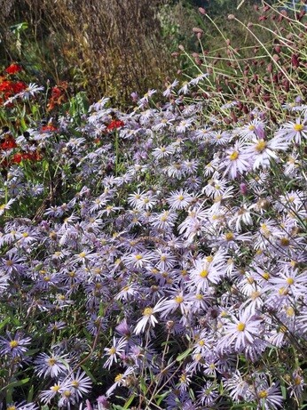 Weekly catch up with garden & propagation