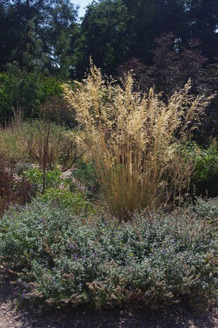 How summer heat has affected the plants How summer heat has affected the plants