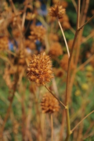 How summer heat has affected the plants How summer heat has affected the plants