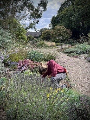 Weekly catch up with garden & propagation