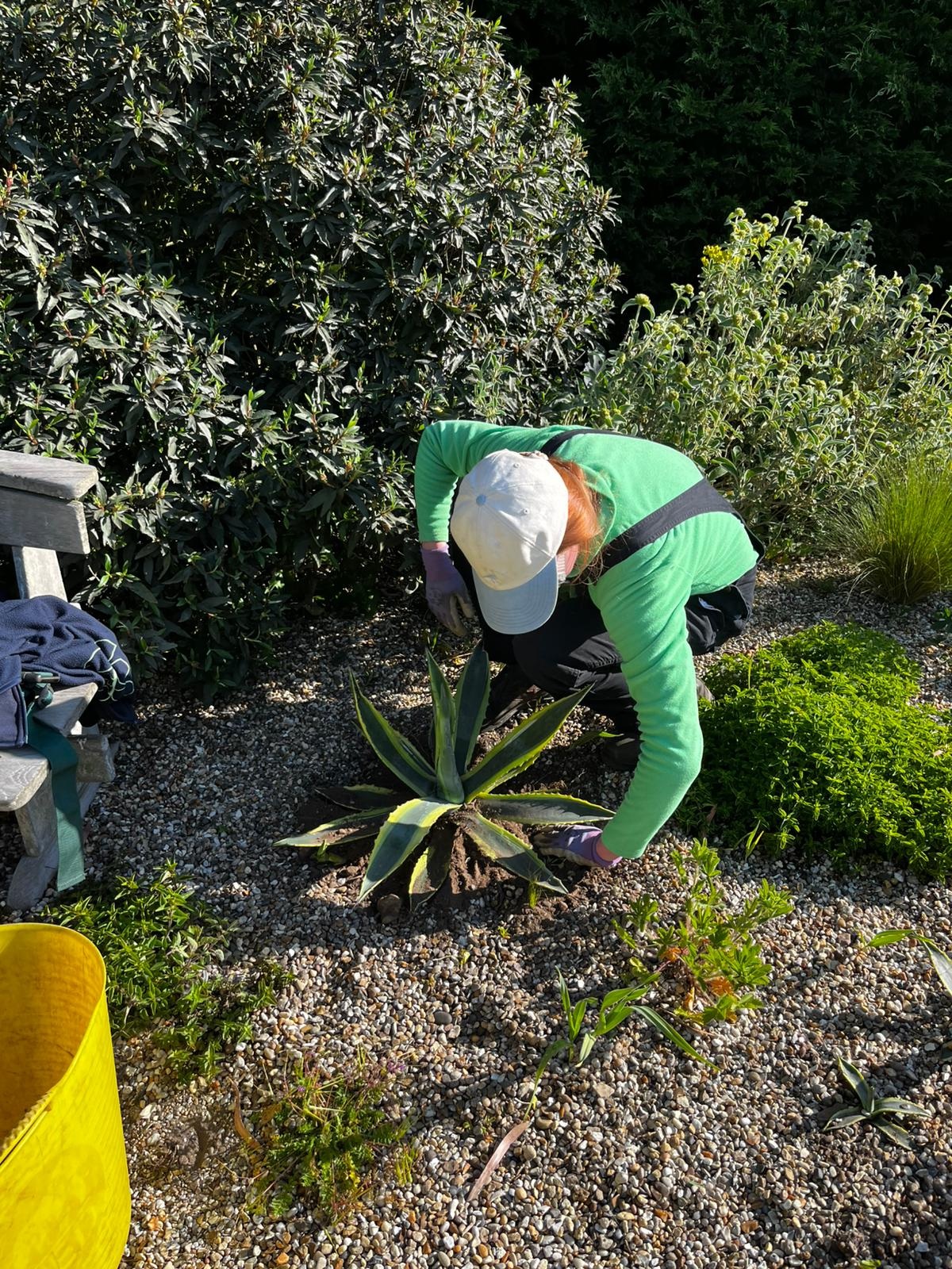 Weekly catch up with garden & propagation