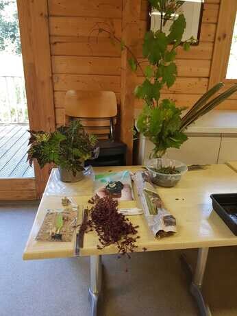 Weekly catch up with garden and propagation Weekly catch up with garden and propagation