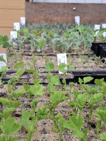 Weekly catch up with garden & propagation