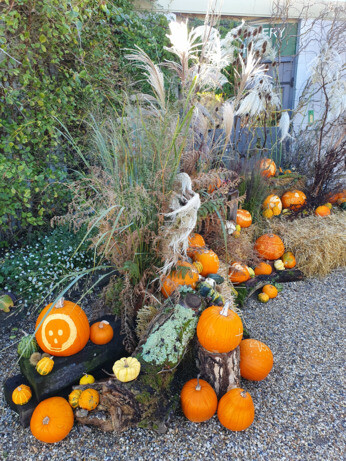 Weekly catch up with garden & propagation Weekly catch up with garden & propagation
