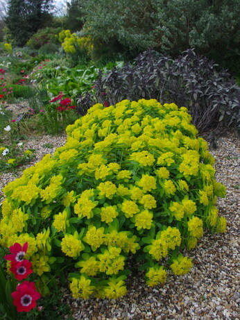 Luminous euphorbias and the fabulous Great Dixter Spring Plant Fair Luminous euphorbias and the fabulous Great Dixter Spring Plant Fair