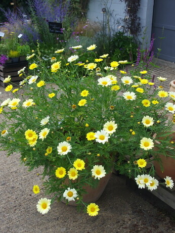 Team Chatto's favourite plants - part 3 Team Chatto's favourite plants - part 3