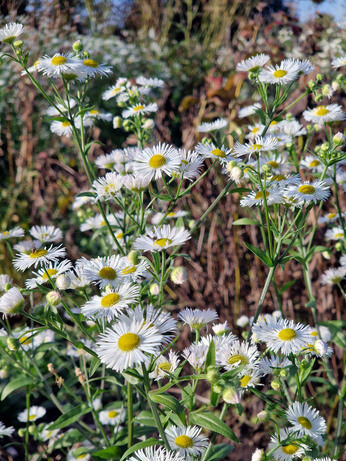 What's still in flower in October?