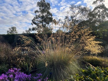 Ornamental Grasses for Autumnal Interest