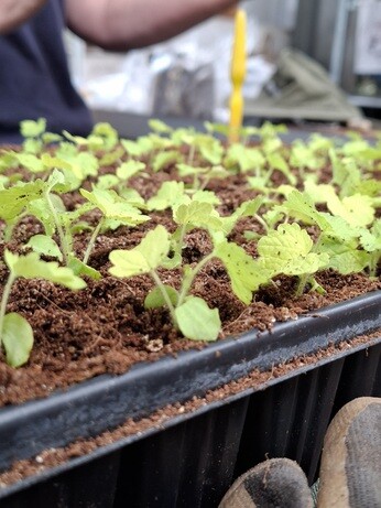 Weekly catch up with garden and propagation