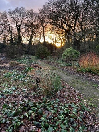 Weekly catch up with garden & propagation