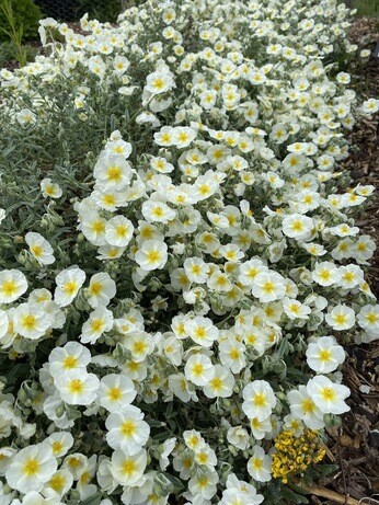 Weekly catch up with garden & propagation
