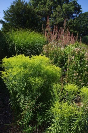 How summer heat has affected the plants How summer heat has affected the plants