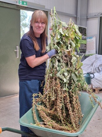 Weekly catch up with garden and propagation Weekly catch up with garden and propagation