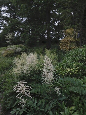 Weekly catch up with garden & propagation