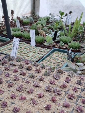 Weekly catch up with garden & propagation