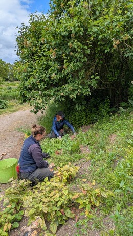 Weekly catch up with garden and propagation