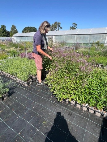 Weekly catchup with garden and propagation Weekly catchup with garden and propagation