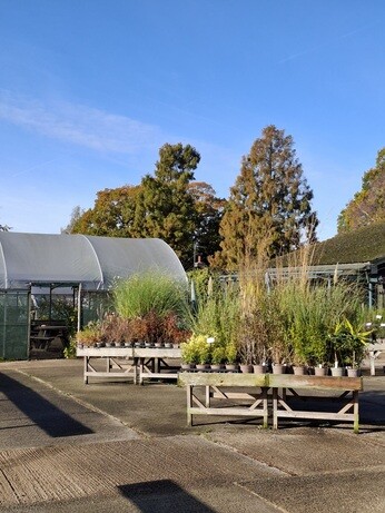 Weekly catch up with garden & propagation Weekly catch up with garden & propagation