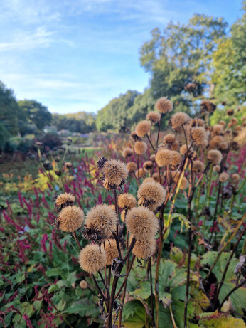 Sensational Seedheads