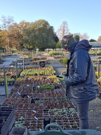 Weekly catch up with garden & propagation