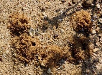 Chattowood and its insects: the first four years