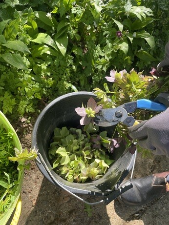Weekly catch up with gardens & propagation Weekly catch up with gardens & propagation