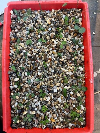 Weekly catch up with garden and propagation Weekly catch up with garden and propagation